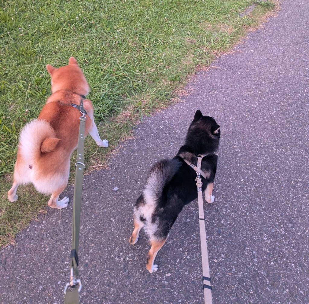 久しぶりの♪